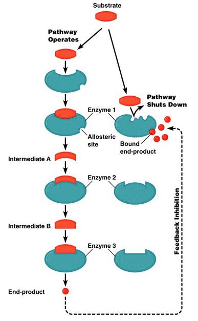 1) Activation by proteolytic cuts 2) Activation by a union with a cofactor 3) Assembly with a sub-unit 4) intracellular