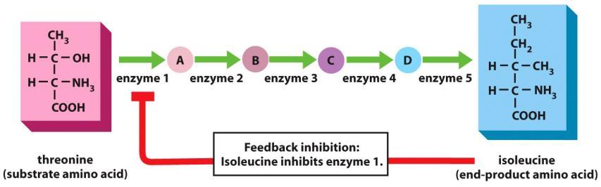 Unique Properties of Enzymes (compared to other catalysts): 2) Enzymes activity is regulated A) Regulate synthesis
