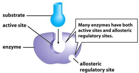active form) C) Feedback Inhibition: Regulate enzyme activity by [product] Figure 6.