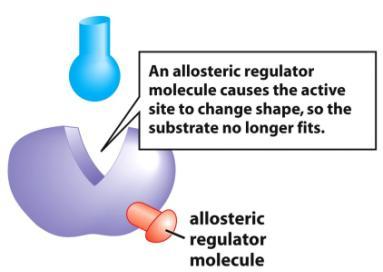 Regulation: Regulate active site shape via small molecules Figure 6.16 Audesirk 2 & Byers 8