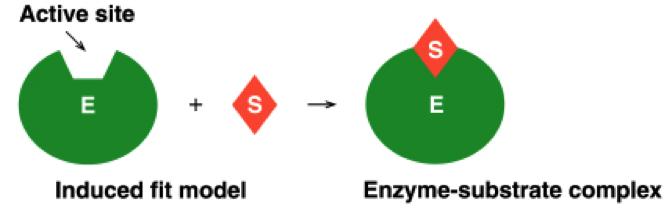 Induced Fit Model In the induced-fit model of enzyme action: - the active site is flexible, not rigid - the shapes of the enzyme, active site, and substrate adjust to maximize the fit, which improves