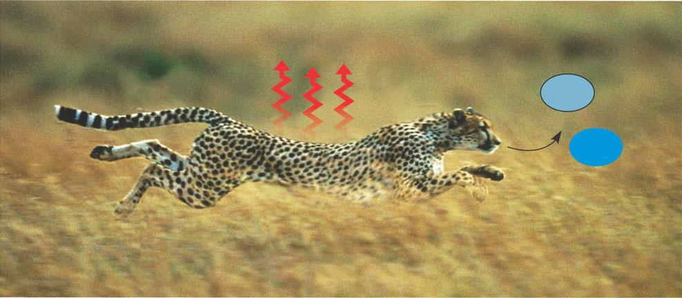 For example, the chemical (potential) energy in food will be converted to the kinetic energy of the cheetah s movement.