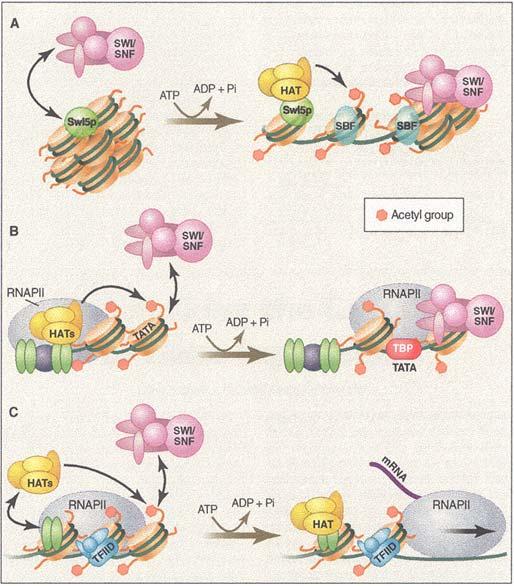 Promoter structure influences the process of activatormediated chromatin remodeling and PI assembly Before Yeast HO gene