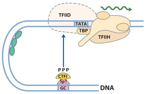 for mediating proteinprotein interaction with cofactors (K d 10 4 to 10 7 M) TBPassociated factors (TAFs)