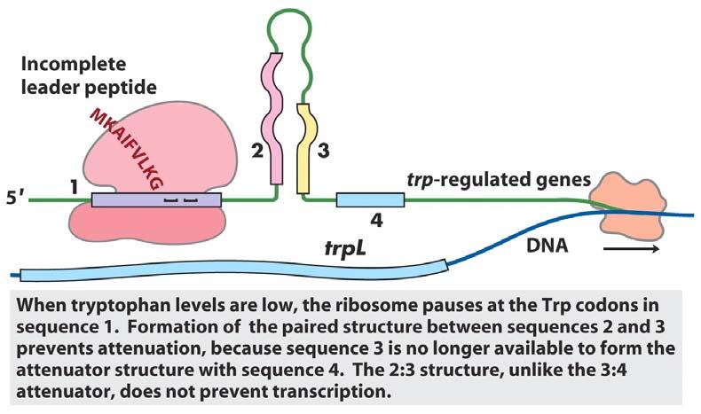 Ribosome stalling at Trp codons due to low [Trp-tRNA Trp ] i.e. when Trp levels are low.