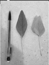 longer; petiole shorter than leaf Palmer: leaf is more