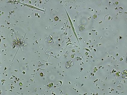 (Chlorophyta), euglenoids (Euglenophyta), and golden-brown diatoms (Bacillariophyta).