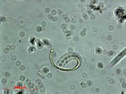 Microscopic Unicellular Eukaryotes