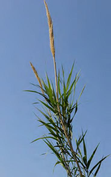 borne on long stalks that can be