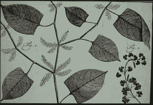 Japanese Knotweed (Hou2uyn 1777) 'a plant of sterling merit... undoubtedly one of the finest herbaceous plants in culmvamon'.