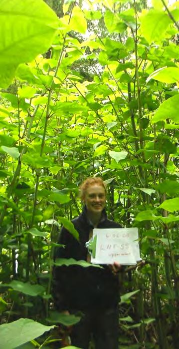 Changes soil chemistry Compared to native plants, knotweed ties up higher ratio