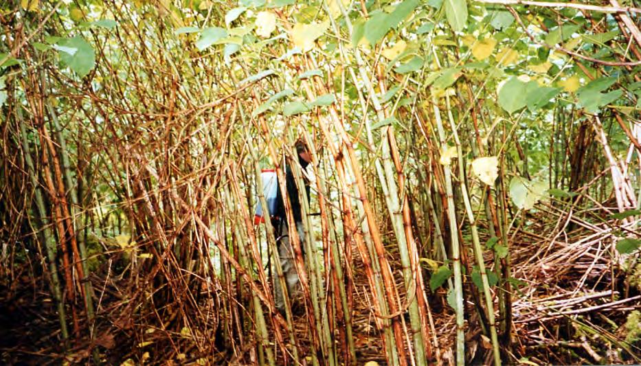 Interior of large knotweed patch
