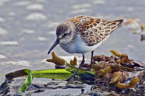 Shorebirds/sqr m/hr From: Patten, K.