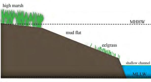 Ecological Impacts Conversion of open mud- flats to monotypic meadows of