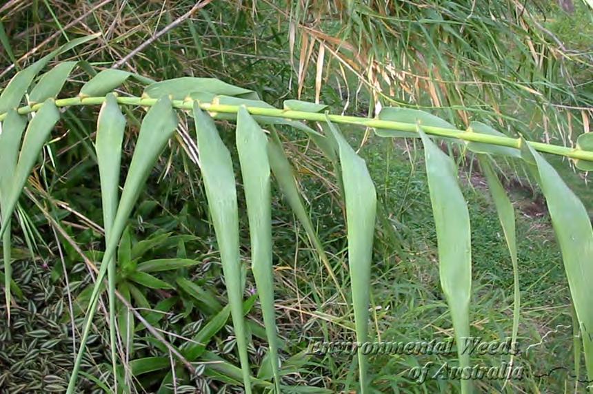 Arundo donax (Giant Reed)