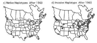 However, the invasive genotype has dramatically spread across North America since 1910