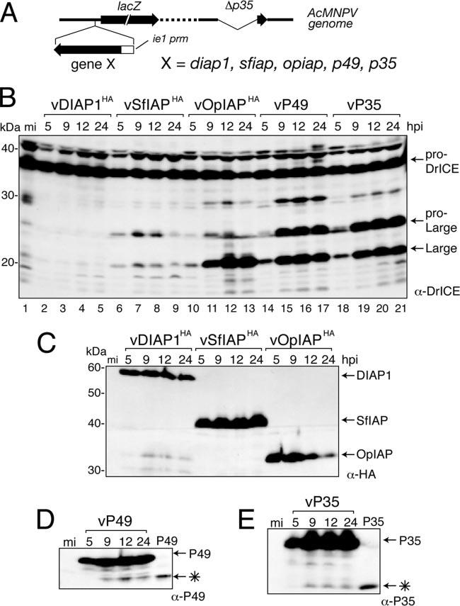 VOL. 81, 2007 BACULOVIRUS REGULATION OF CASPASES IN DROSOPHILA 9323 Downloaded from http://jvi.asm.org/ FIG. 3. Effect of caspase inhibitors on virus-induced DrICE activation.