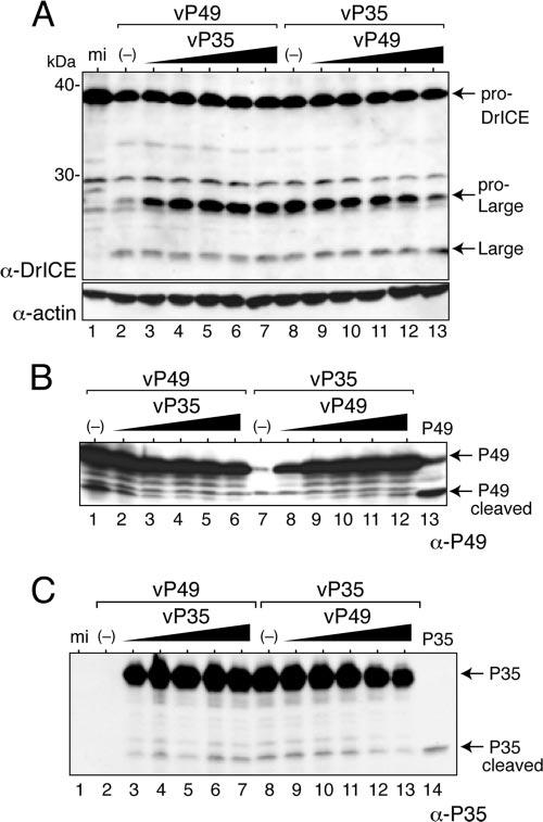 9324 LANNAN ET AL. J. VIROL. FIG. 4. P49 competes with P35 in DL-1 cells.