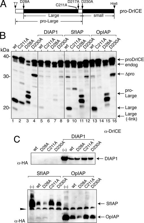9326 LANNAN ET AL. J. VIROL. Downloaded from http://jvi.asm.org/ FIG. 7. Effects of IAP proteins on DrICE processing. (A) DrICE mutations.