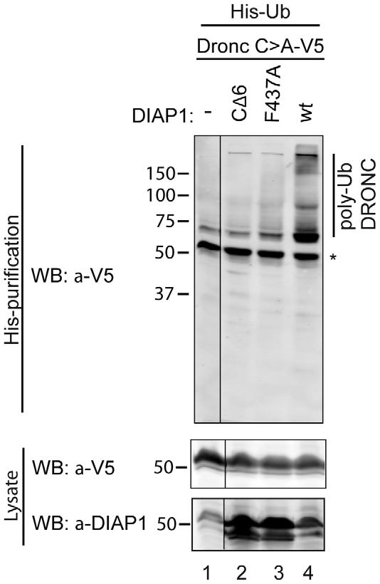 with DIAP1 + or DIAP1 DRING mutants (CD6, lacking the last six C-terminal residues, and F437A changing a critical Phe residue in the RING domain to Ala [53]) and His-tagged Ubiquitin into Drosophila