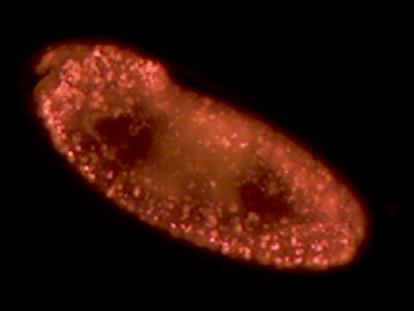 Programmed cell death during Drosophila embryogenesis John M. Abrams1, Kristin White1, Liselotte I.
