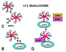 A Drosophila apoptosome: how does it function?