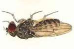 Drosophila as a Model System 1.
