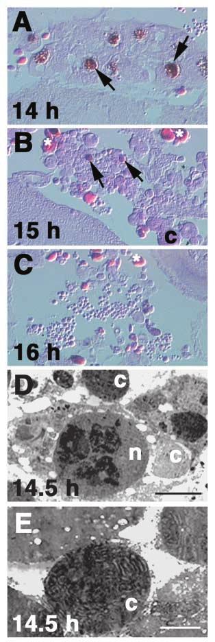 278 Development 131 (2) differentially stained cells were observed at very late stages of salivary gland degradation (Fig.