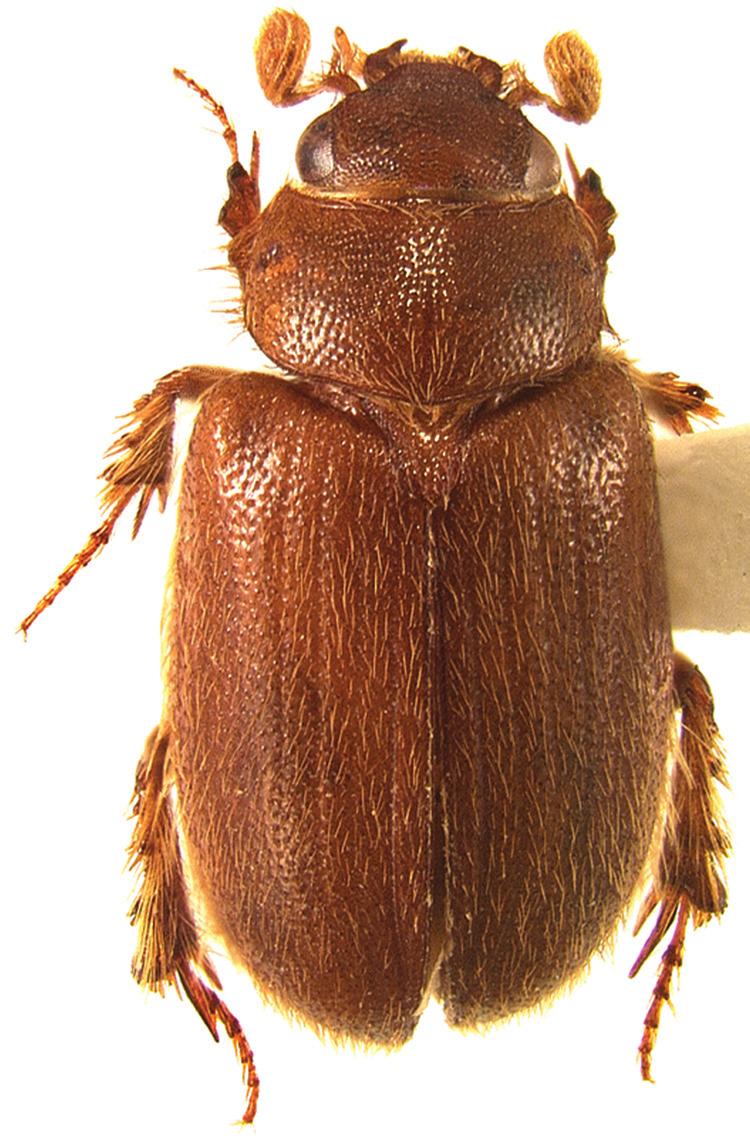 The Ochodaeidae of Argentina (Coleoptera, Scarabaeoidea) 29 Figure 17. Dorsal habitus of Gauchodaeus patagonicus gen. n.