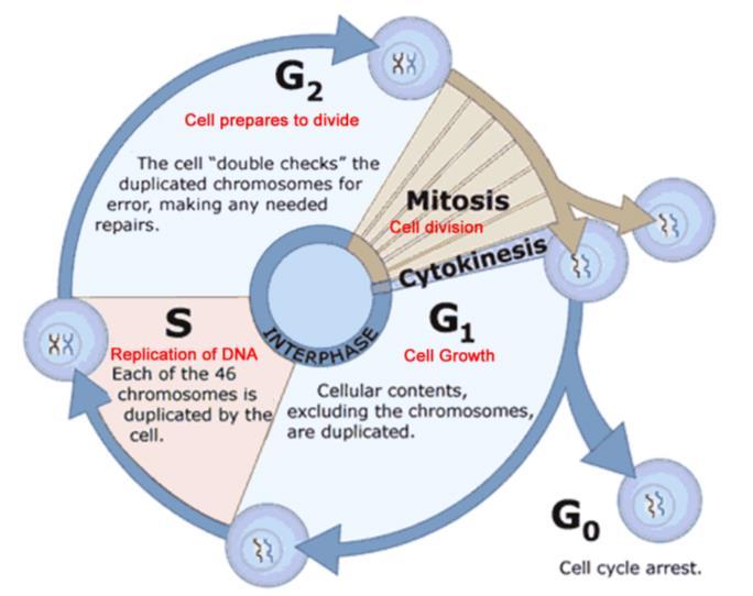 Asexual reproduction Tissue repair o State that the cell-division cycle involves interphase, mitosis, and cytokinesis.