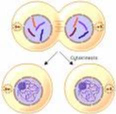 separates the sister chromatids in each chromosome (chromatids become chromosomes) The spindle microtubules pull the genetically identical chromosomes to opposite poles.