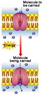 Active transport is the movement of substances across membranes by using energy from ATP. Used are protein pumps.