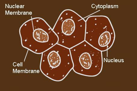Science Class 8 (CBSE) Page: 3 Label the parts A, B, C and D in the below given image of human cheek cells: Write a brief note on mitochondria. These are rod shaped or spherical in shape.