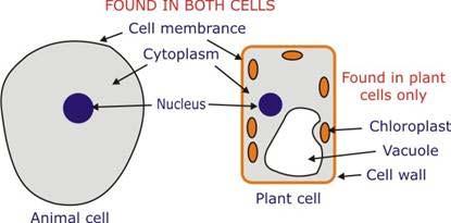 Science Class 8 (CBSE) Page: 5 Where are chromosomes found in a cell? State their function.