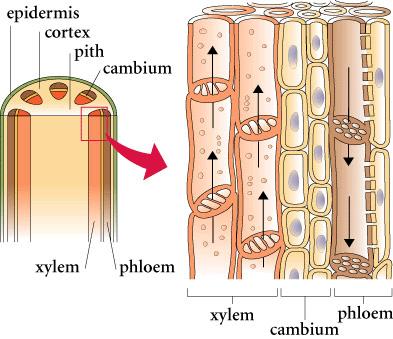 Xylem and Phloem Xylem and phloem are specialised plant cells: Xylem are used by the plant to transport water and soluble mineral salts from the