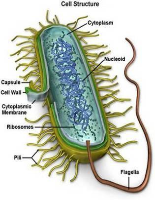 The are NOT in a distinct and bacterial cells do not have mitochondria or chloroplasts.