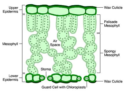 A Typical Plant Cell: Cell wall made of cellulose which strengthens the cell Cell