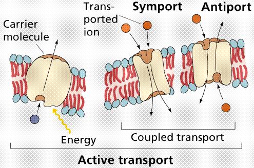 Passive and Active Transport Passive (no Energy) Simple Diffusion