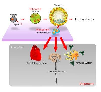 Stem Cells and Specialization Cells in multicellular organisms differentiate to carry out