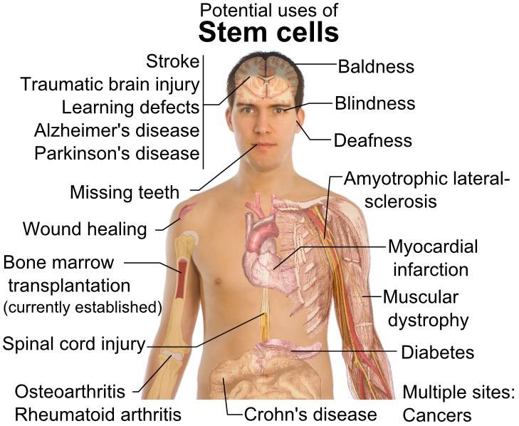 Stem cells retain the capacity to divide and have the ability to differentiate along different