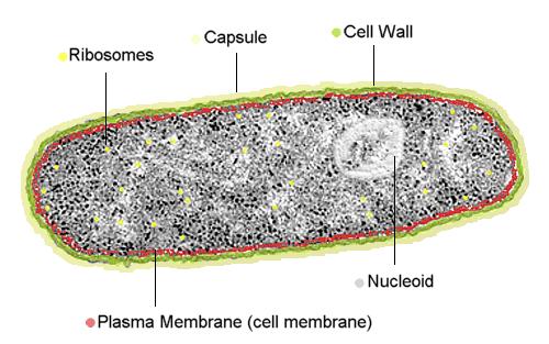 Up Close and Personal Cell Membrane -Controls passage of materials in and out of cell -Can be infolded (called a mesosome)