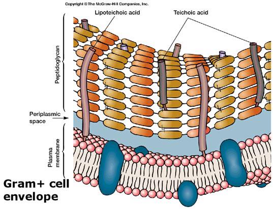 Some Prokaryotes have a cell wall Gives shape, support and protection to the plasma membrane and cytoplasm of the