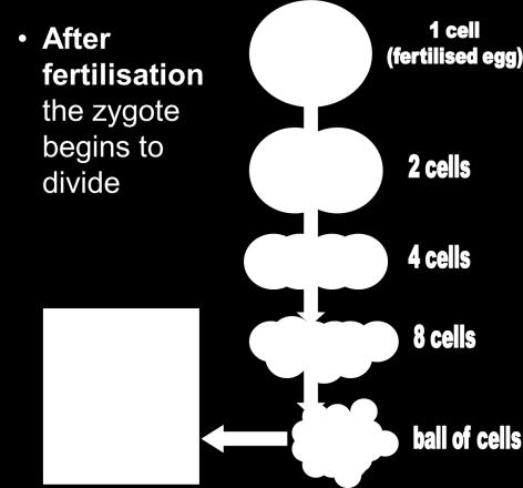 Growth and Differentiation in Multicellular Animals A multicellular animal begins life as a fertilised egg (zygote) which then divides repeatedly to form an embryo.