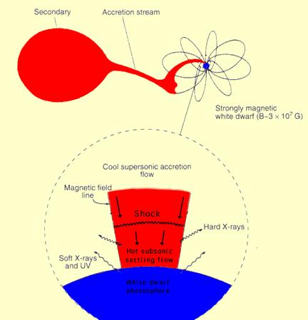 X-ray Polarization in magnetic Accretion in Magnetic CVs occurs via an accretion column; X-rays are produced by opt.