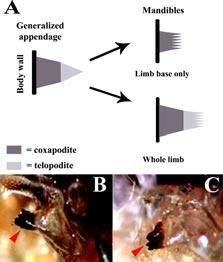 4 Hrycaj & Popadić Figure 2. (A) A diagram depicting mandibular composition (whole limb vs. limb base only). (B) Dissected adult mandibles of the pillbug, Armadillidium vulgare.