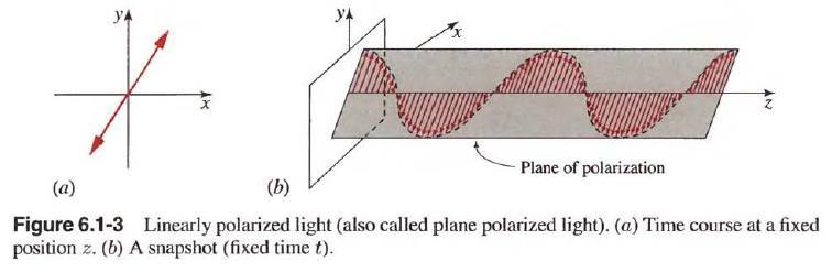 Linear polarized light or (+:, : ) Circularly polarized