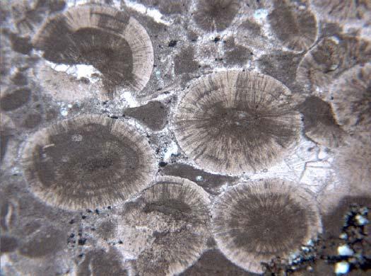 Ooids, Example #5 The radial fabric and concentric laminations of the ooids are very evident in this photomicrograph.