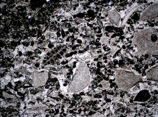cements. Peloids, Example #4, 10100 ft The peloids in this skeletal grainstone are clearly micritized skeletal grains.
