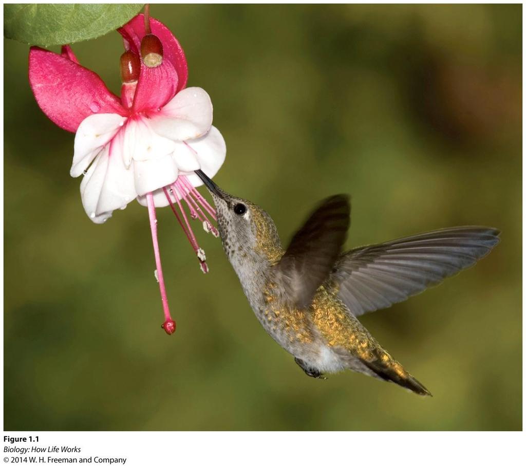 A Humming Bird Visiting A Flower What motivates this behavior? -Is the bird feeding?