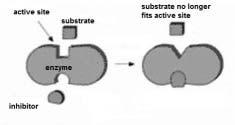 Page 7 Mark Scheme Syllabus Paper Cambridge International A Level May/June 205 970 4 (b) (i) labelled diagrams or in words the enzyme has a specific shape or substrate shape is complementary to